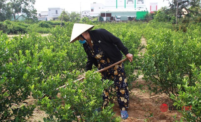 Tết cận kề, nông dân thủ phủ quất Quảng Nam mỏi mắt chờ thương lái - Ảnh 9.