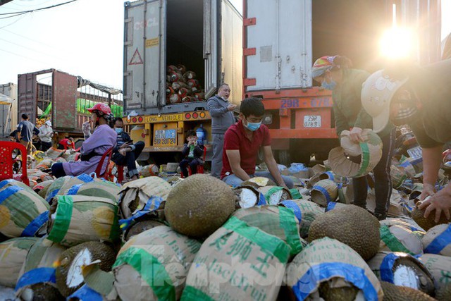 Ùn ứ nông sản tại Tân Thanh, nhiều xe container quay đầu bán mít dọc đường giá rẻ như cho - Ảnh 7.