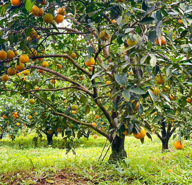 Thủ phủ cam chín vàng rực cả khu đồi, người dân ém hàng chờ Tết - Ảnh 1.