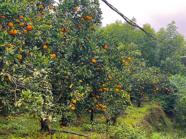 Thủ phủ cam chín vàng rực cả khu đồi, người dân ém hàng chờ Tết - Ảnh 6.