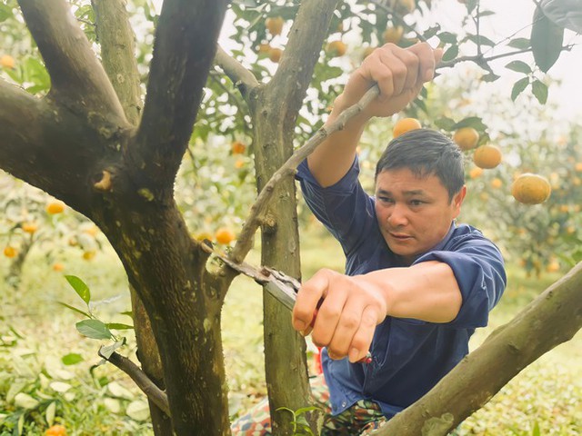 Thủ phủ cam chín vàng rực cả khu đồi, người dân ém hàng chờ Tết - Ảnh 8.