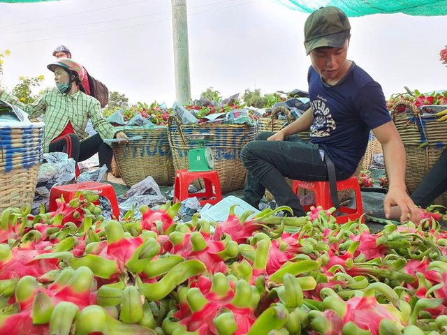 Trung Quốc tạm ngưng nhập khẩu, thanh long quay đầu rớt giá mạnh - Ảnh 4.