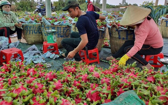 Trung Quốc tạm ngưng nhập khẩu, thanh long quay đầu rớt giá mạnh