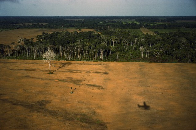 Cơn “đói” của Trung Quốc đang nuốt chửng những cánh rừng già Amazon như thế nào? - Ảnh 1.
