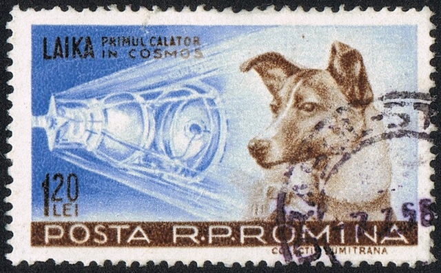 Laika – chú chó đầu tiên bay vào vũ trụ: Cái kết “đã định trước” và hành trình lịch sử dài 103 phút khiến thế giới quặn đau mỗi khi nhớ lại - Ảnh 4.