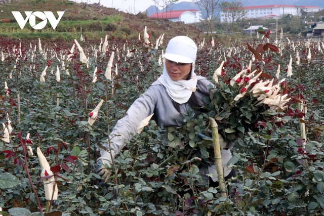  Mỗi hecta cho doanh thu tiền tỷ, người trồng hoa San Thàng vui đón Tết  - Ảnh 1.