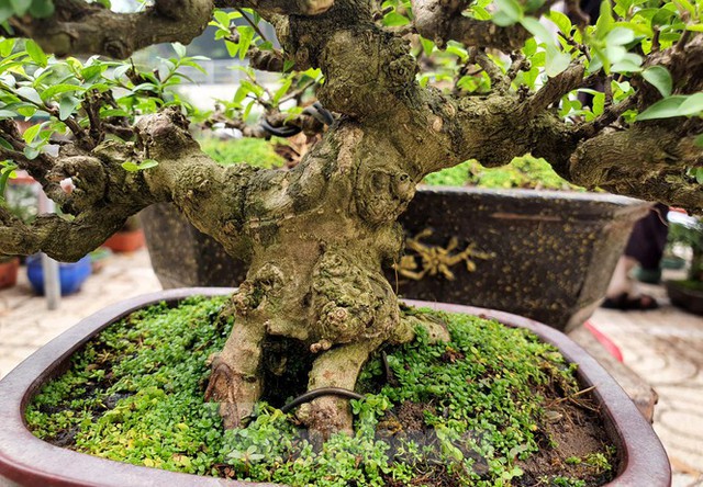 Bonsai mini độc lạ tiền triệu hút khách tại chợ hoa Tết - Ảnh 9.