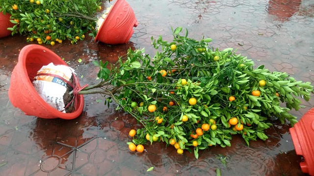  Mưa gió lớn ngày cuối năm, hàng loạt chậu đào, quất bán Tết ngã rạp, chủ buôn “khóc ròng” - Ảnh 10.