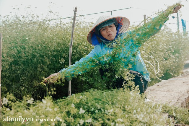Đến tận làng trồng mùi già nghe kể về tục tắm đêm 30 của người Hà Nội để “lấy thơm” cho năm mới là như thế nào - Ảnh 16.
