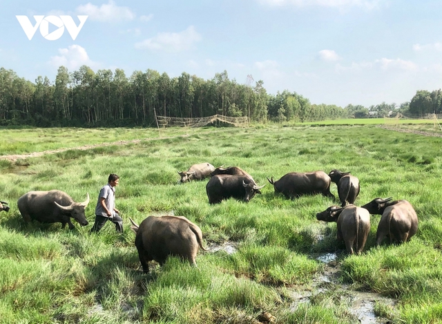  Năm Sửu thăm “Vua trâu” miền Tây  - Ảnh 2.