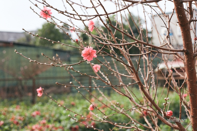 Nghe “trai làng Quảng Bá” kể chuyện từ nhỏ đã được rèn cắm hoa, nấu cỗ và tiết lộ thú chơi Tết tao nhã với mía ướp 5 loại hoa thơm - Ảnh 12.