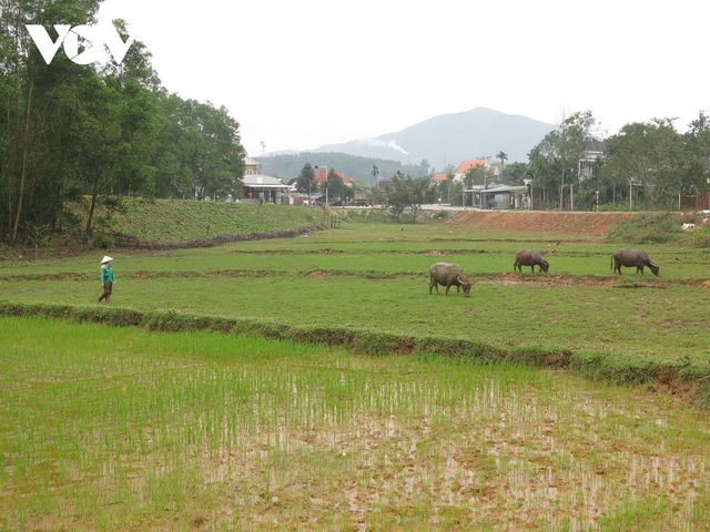 Năm Sửu nghe đồng bào Hrê kể chuyện “ông Trâu” xóa đói giảm nghèo - Ảnh 1.