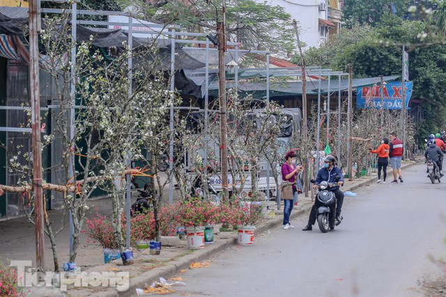 Người dân Hà Thành bỏ tiền triệu mua hoa lê chơi sau Tết - Ảnh 14.