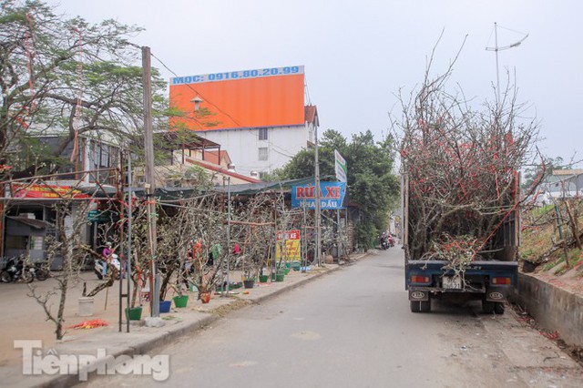 Người dân Hà Thành bỏ tiền triệu mua hoa lê chơi sau Tết - Ảnh 18.