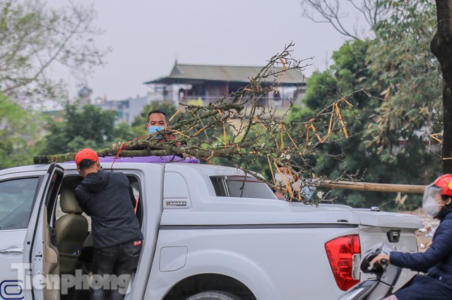 Người dân Hà Thành bỏ tiền triệu mua hoa lê chơi sau Tết - Ảnh 3.