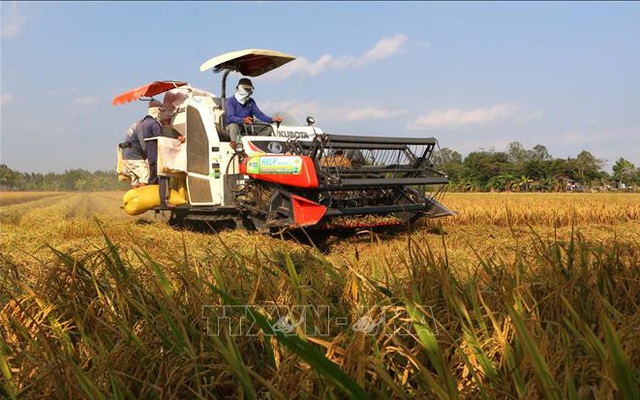 Thu hoạch lúa Đông Xuân 2018 - 2019 tại tỉnh Hậu Giang. Ảnh minh họa: Duy Khương/TTXVN