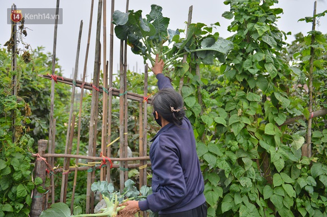 Nước mắt sau Tết: Người nông dân nhổ bỏ cải bắp, su hào vì ế không bán được - Ảnh 20.