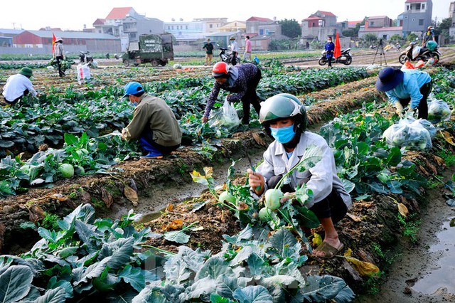 Hải Dương: Thu hoạch nông sản trong vùng phong tỏa COVID-19 - Ảnh 3.