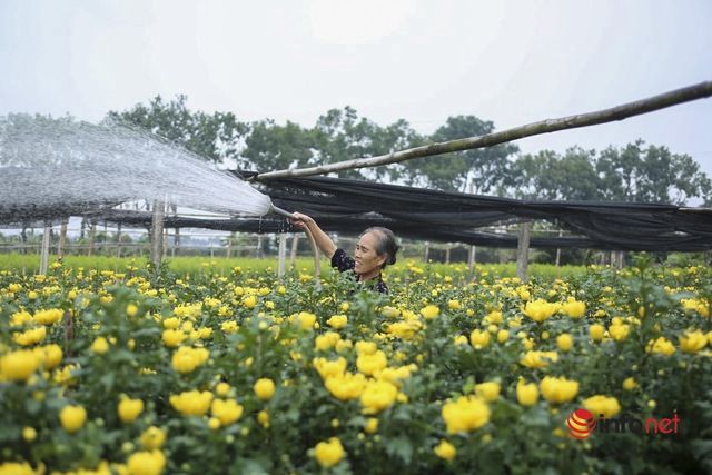 Làng trồng hoa nổi tiếng ở Hà Nội ế ẩm, dân khóc ròng cắt hoa vứt đầy ruộng - Ảnh 5.