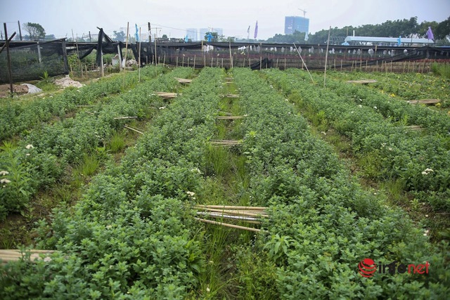 Làng trồng hoa nổi tiếng ở Hà Nội ế ẩm, dân khóc ròng cắt hoa vứt đầy ruộng - Ảnh 6.