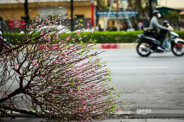 Đào, quất la liệt ngoài đường sau Tết Nguyên đán - Ảnh 2.