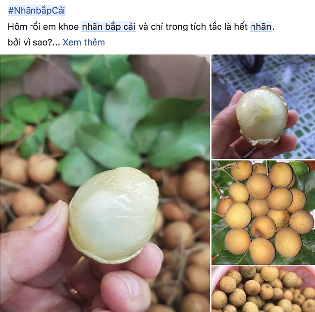 Có thể bạn chưa biết: Việt Nam có loại nhãn lạ, cùi cuộn như bắp cải, giá cao gấp 5 lần nhãn thường vẫn được săn lùng - Ảnh 4.