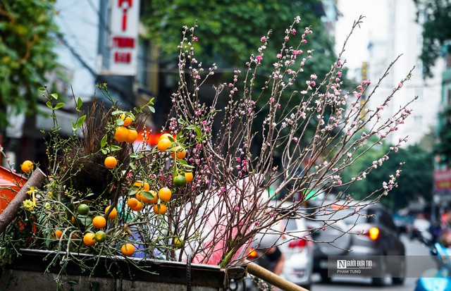 Đào, quất la liệt ngoài đường sau Tết Nguyên đán - Ảnh 3.