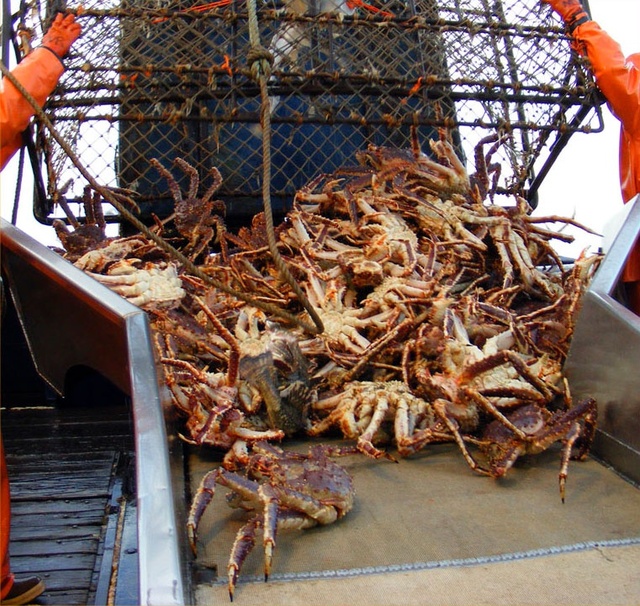 Nghề chuyên bắt loài cực phẩm bán cho đại gia, có thể kiếm được 2,4 tỷ trong vài ngày nhưng ít ai dám làm - Ảnh 7.