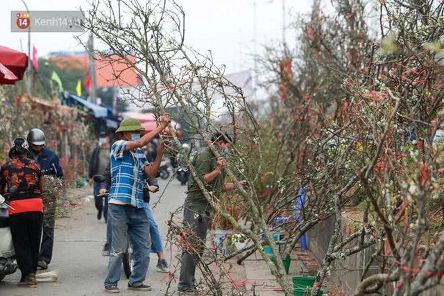 Ảnh: Hàng trăm người dân Hà Nội đổ xô đi mua hoa lê về chơi Rằm tháng Giêng - Ảnh 13.