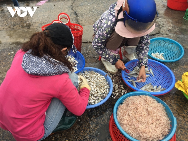 Cá cơm, ruốc biển giúp ngư dân Quảng Bình có thu nhập cao - Ảnh 1.