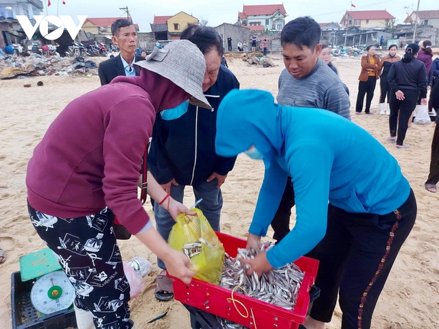 Cá cơm, ruốc biển giúp ngư dân Quảng Bình có thu nhập cao - Ảnh 2.