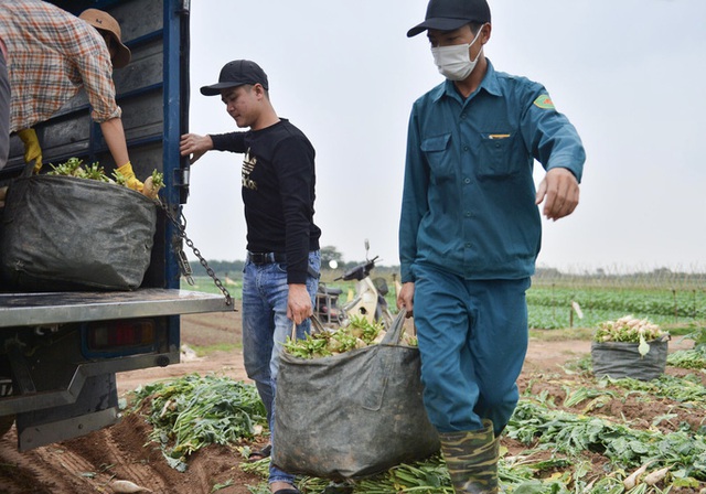  Cận cảnh người dân Hà Nội nhổ bỏ hàng trăm tấn củ cải vì không bán được  - Ảnh 12.