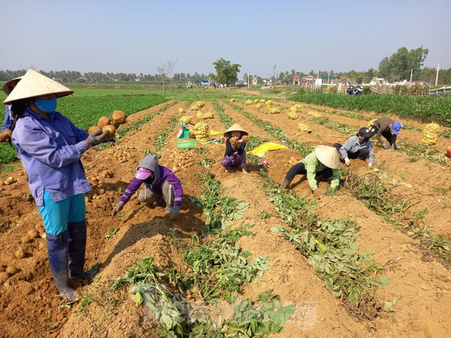 Khoai tây được mùa được giá, nông dân Nghệ An phấn khởi thu hoạch - Ảnh 3.