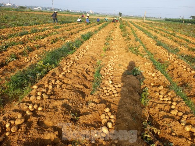 Khoai tây được mùa được giá, nông dân Nghệ An phấn khởi thu hoạch - Ảnh 6.
