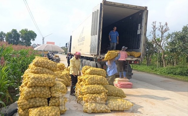 Khoai tây được mùa được giá, nông dân Nghệ An phấn khởi thu hoạch - Ảnh 7.