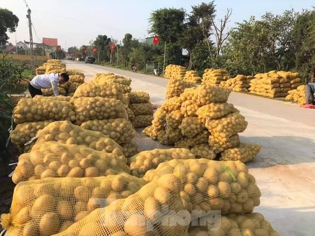 Khoai tây được mùa được giá, nông dân Nghệ An phấn khởi thu hoạch - Ảnh 8.