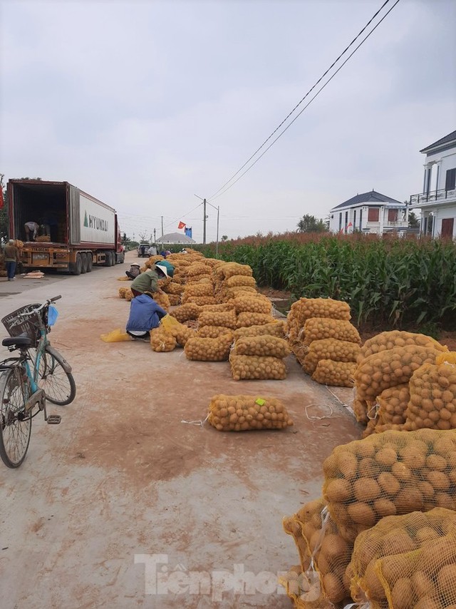Khoai tây được mùa được giá, nông dân Nghệ An phấn khởi thu hoạch - Ảnh 10.
