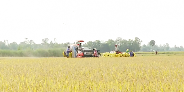Giá lúa tăng cao, nông dân ĐBSCL thu lời gấp 2-3 lần năm ngoái - Ảnh 1.