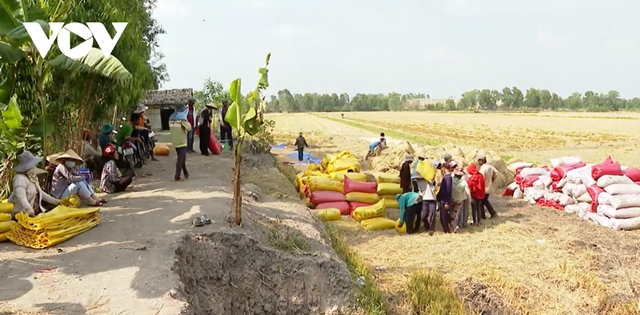 Giá lúa tăng cao, nông dân ĐBSCL thu lời gấp 2-3 lần năm ngoái - Ảnh 2.