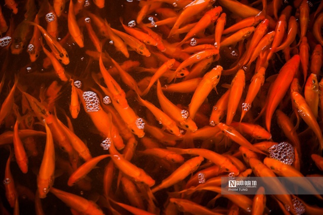 Cá chép đỏ cúng ông Công ông Táo ế, người dân buồn rầu tính phóng sinh - Ảnh 1.