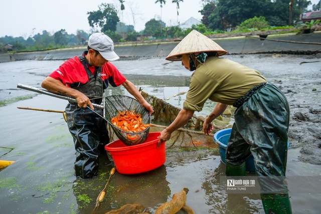 Cá chép đỏ cúng ông Công ông Táo ế, người dân buồn rầu tính phóng sinh - Ảnh 4.