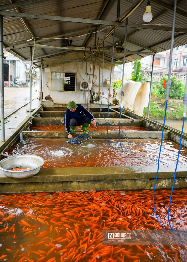 Cá chép đỏ cúng ông Công ông Táo ế, người dân buồn rầu tính phóng sinh - Ảnh 9.