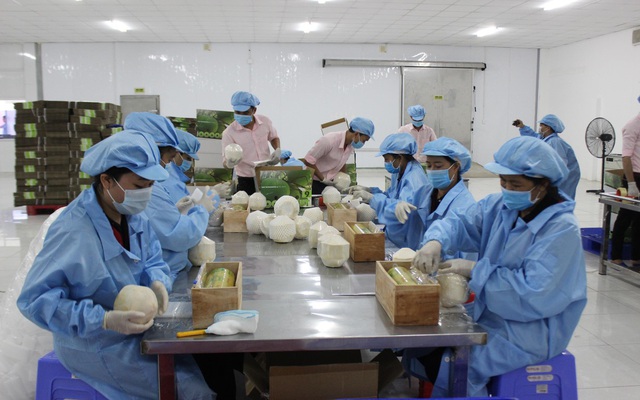 Công nhân nhà máy VINA T&T đóng gói dừa xuất khẩu đi châu Âu - ảnh Nguyễn Vỹ