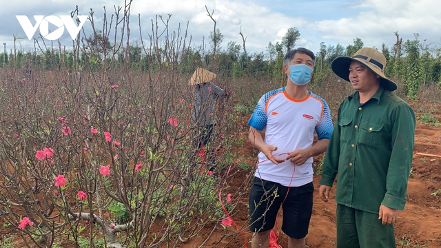 Hoa đào đất đỏ Tây Nguyên hút khách - Ảnh 2. Hoa đào đất đỏ Tây Nguyên hút khách - Ảnh 2.