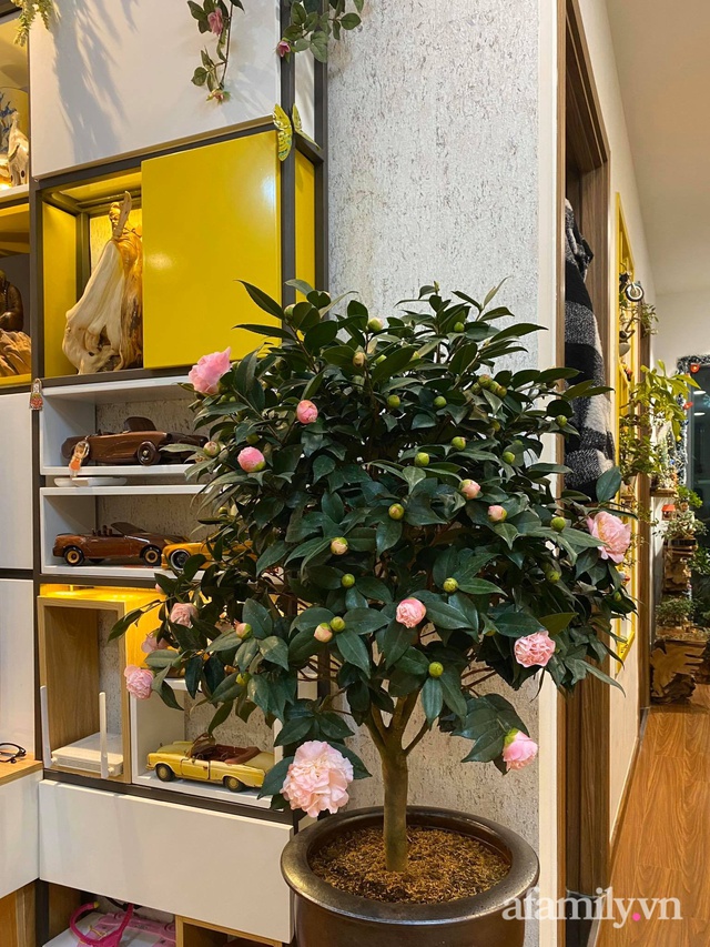 Apartment 56m² warmly spring with hundreds of bonsai trees and flowers flooding Hanoi - Photo 3.
