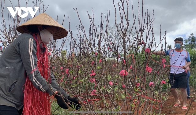 Hoa đào đất đỏ Tây Nguyên hút khách - Ảnh 3. Hoa đào đất đỏ Tây Nguyên hút khách - Ảnh 3.