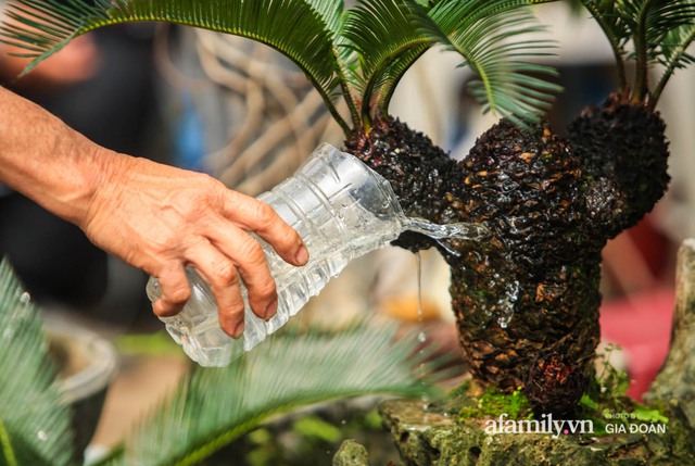 Vạn tuế bonsai của nghệ nhân Hà thành giá hàng chục triệu đồng vẫn hút khách dịp Tết - Ảnh 12.