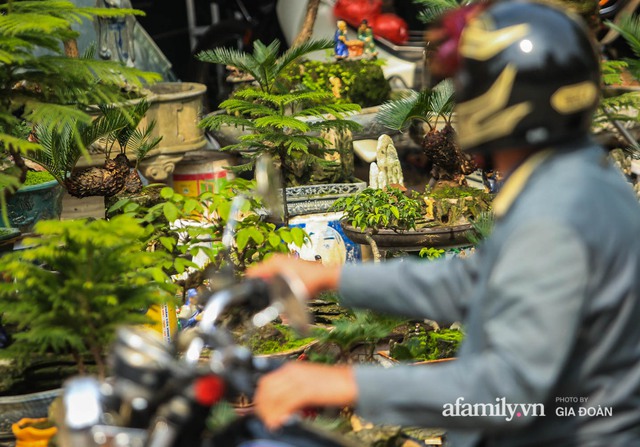 Vạn tuế bonsai của nghệ nhân Hà thành giá hàng chục triệu đồng vẫn hút khách dịp Tết - Ảnh 15.