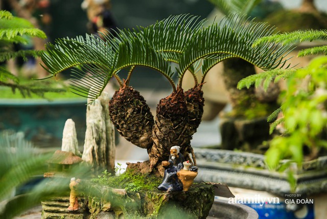Vạn tuế bonsai của nghệ nhân Hà thành giá hàng chục triệu đồng vẫn hút khách dịp Tết - Ảnh 4.