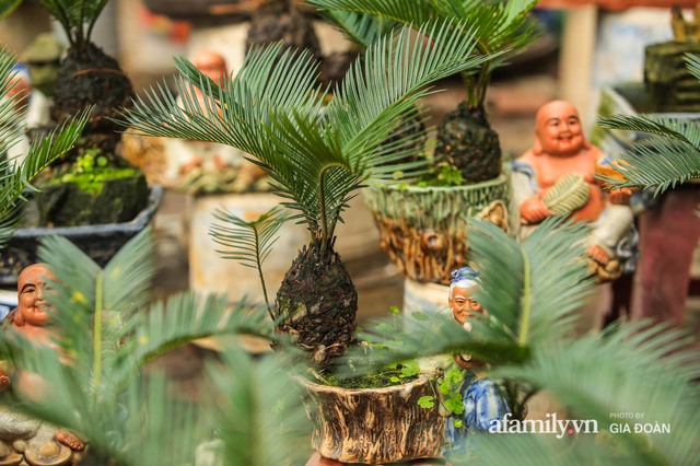 Vạn tuế bonsai của nghệ nhân Hà thành giá hàng chục triệu đồng vẫn hút khách dịp Tết - Ảnh 6.